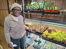 Mama Clinton plants