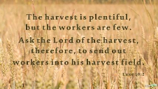 workers in harvest field